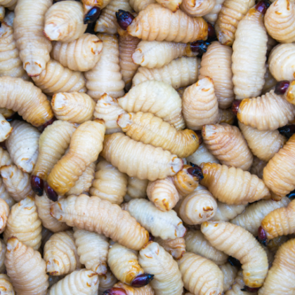 Palm Weevil Larvae for sale