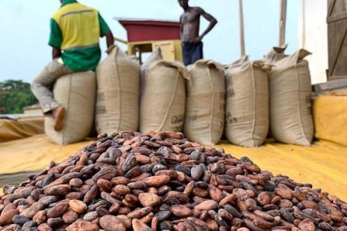 premium Organic cocoa beans from Cameroon