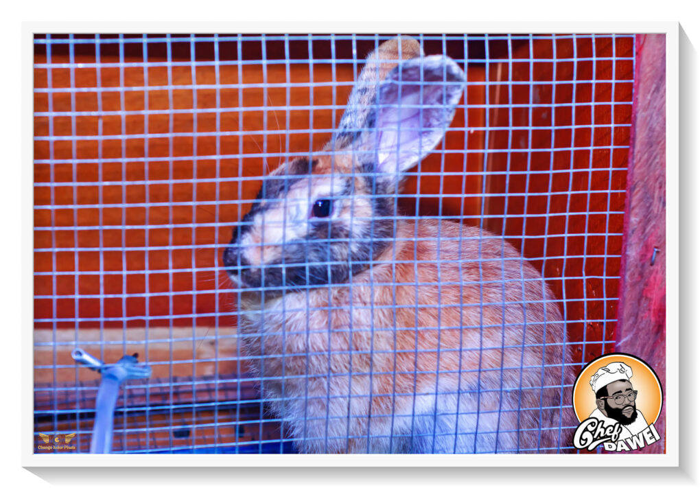 The Incredible Value of Rabbit Farming: Why You Should Start Today