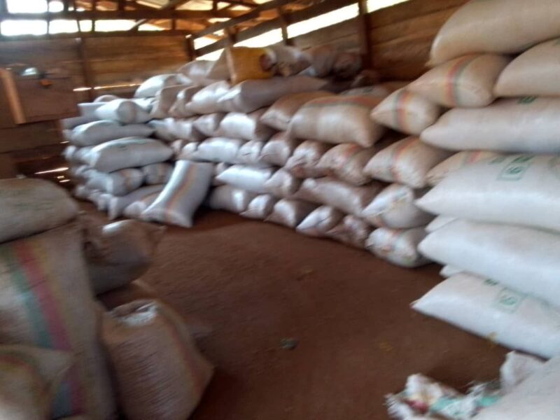 Premium Organic Cocoa Beans from Cameroon - Image 5