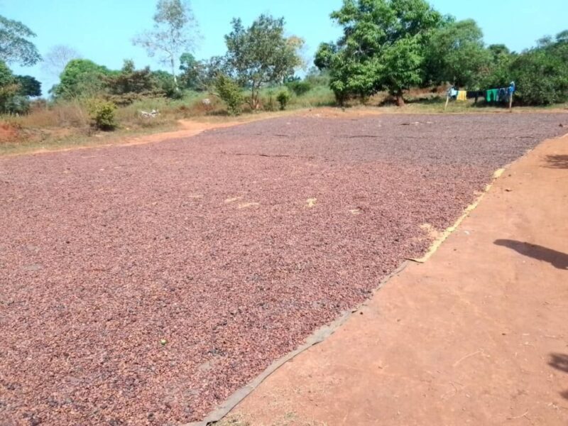 Premium Organic Cocoa Beans from Cameroon - Image 3