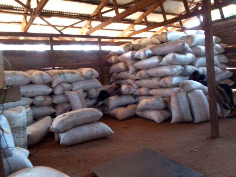 Premium Organic Cocoa Beans from Cameroon - Image 4