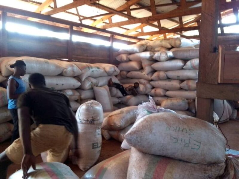 Premium Organic Cocoa Beans from Cameroon - Image 2