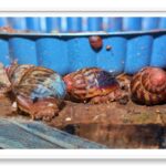 snail farming project
