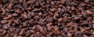 African cocoa bean exporters