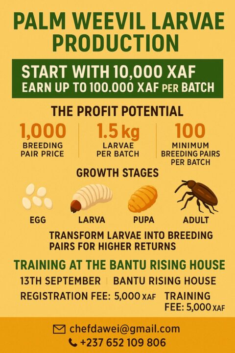 Palm Weevil Larvae Farming