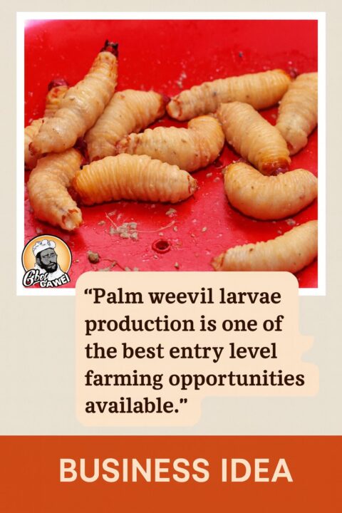 palm weevil breeding